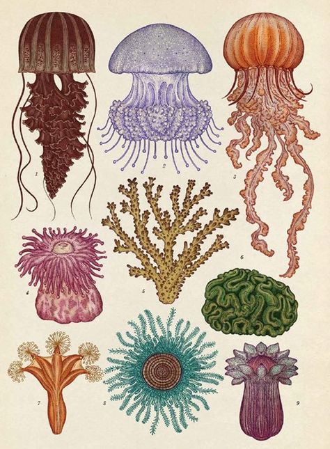 Akvarel Illustration, Katie Scott, Cnidaria, Scientific Illustration, Arte Inspo, Sea Art, Art Plastique, Back Tattoo, Botanical Illustration