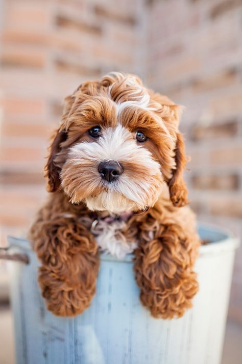 Tessa the Cockapoo Puppy by Happy Tails Photography Dog Wallpaper Iphone, Cute Puppy Photos, Puppy Photography, Cockapoo Dog, Dog White, Cockapoo Puppies, Cavapoo Puppies, Puppy Photos, Dog Wallpaper