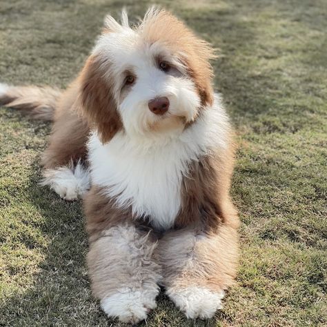 Sheepadoodle Haircut, Sheepadoodle Haircuts, Mini Sheepadoodle, Cute Big Dogs, English Sheep Dog, Poodle Mix Breeds, Sheepadoodle Puppy, Dog Aesthetic, Raining Cats And Dogs