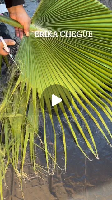 Palm Frond Floral Arrangement, Bamboo Backdrop Ideas, Diy Dry Palm Leaves, Tropical Wedding Aisle, Palm Fronds Crafts, Palm Leaf Diy, Decor Anniversaire, Palm Leaf Craft, Palm Leaf Centerpiece