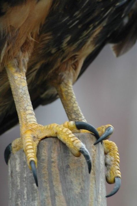 Caracara Talons Talons Bird, Animals Sketching, Bird Poses, Bird Claws, Weird Birds, Black Bird Tattoo, Eagle Talon, Feather Bird, Bat Art