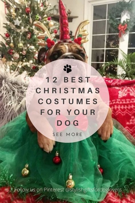 dog dressed as a Christmas princess Dogs Christmas Outfit, Dachshund Christmas Pictures, Large Dog Christmas Outfit, Dog Christmas Outfit Diy, Dog Christmas Costumes Diy, Dogs In Christmas Outfits, Dog Christmas Party, Dog Christmas Photoshoot, Dog Desktop Wallpaper