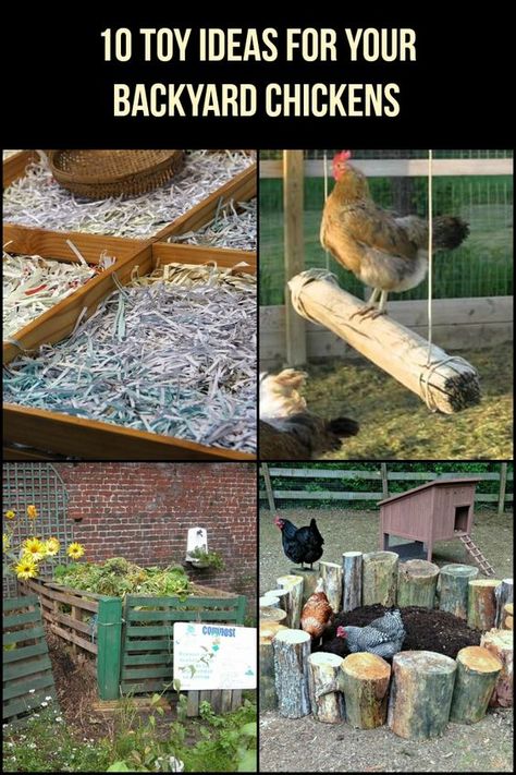 Let your chickens have some fun with these 10 inexpensive toy ideas! Chicken Pen, Chicken Toys, Garden Tool Organization, Backyard Chicken Farming, Raising Backyard Chickens, Chicken Coop Designs, Chicken Garden, Keeping Chickens, Building A Chicken Coop