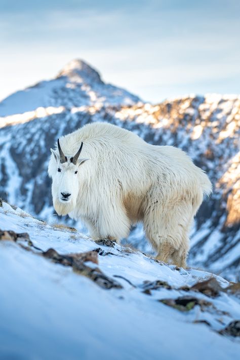 This photo was taken in Colorado of a male mountain goat surviving in the high alpine winter. Winter Illustration, Wild Creatures, Mountain Goat, Wildlife Photos, Cute Cartoon Animals, Castle Rock, Animal Games, Animal Planet, Big Game