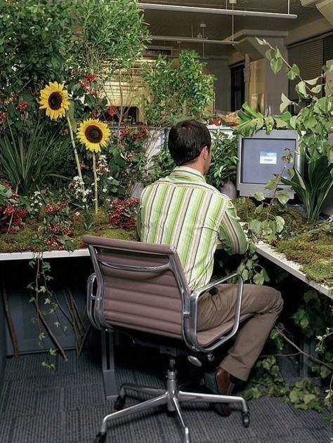 Office plants Office Plants, Closed Doors, Cubicle, Open Space, Outdoor Furniture Sets, Mood Board, Getty Images, The Past, Stock Photos