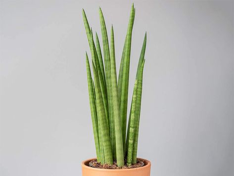 Check these Sanseviera cylindrica. Sansevieria cylindrica is also known as African Spear and cylindrical snake plant, and less commonly as Elephant’s toothpick and Skyline Spear sansevieria. Check this pin to know more! #sanseveria #africanspear #snakeplant #gardening Snake Plant Cylindrical, Cylinder Snake Plant, African Spear Plant, Cylindrical Snake Plant, African Spear, Sansevieria Cylindrica, Snake Plant Care, Types Of Snake, African Inspired Decor