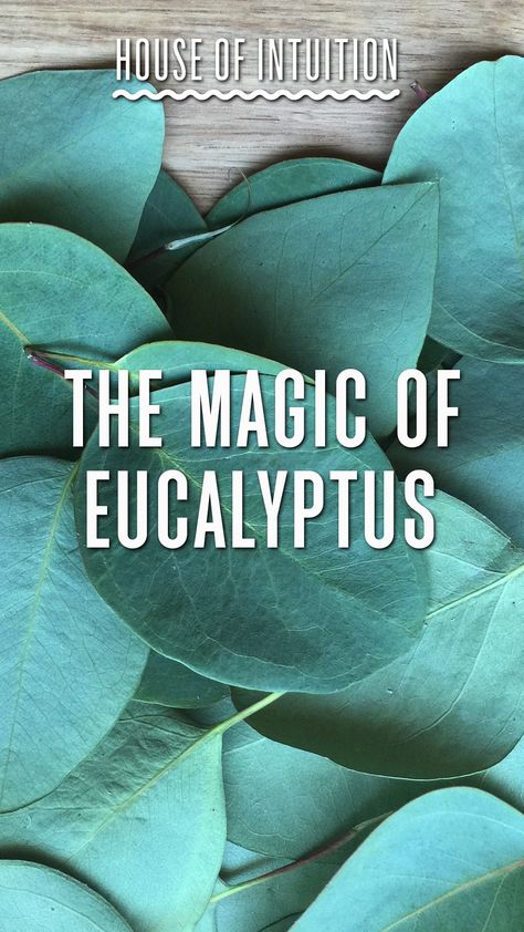 Eucalyptus (Eucalyptus globulus) is a very popular essential oil used for aromatherapy, alternative medicine and spiritual healing. Spiritually, eucalyptus promotes balance. If things are feeling hectic, smelling some eucalyptus can calm the agitated mind and help you achieve more moderation and balance in your life. #houseofintuition #eucalyptus #blog #magic #witchy #spirituality Magical Properties Of Eucalyptus, How To Harvest Eucalyptus, Eucalyptus Tea Benefits, Eucalyptus Meaning, Eucalyptus Benefits, Eucalyptus Essential Oil Uses, Eucalyptus Oil Benefits, Eucalyptus Oil Uses, Witchy Garden