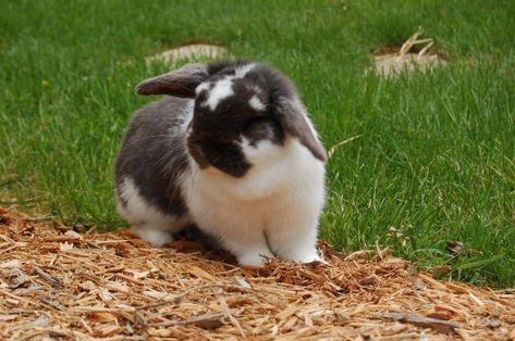 Tricks To Teach Your Rabbit, How To Teach Your Bunny Tricks, Fuzzy Animals, Rabbit Treats, Pet Bunny Rabbits, Hunny Bunny, Rabbit Head, Bun Bun, Agility Training