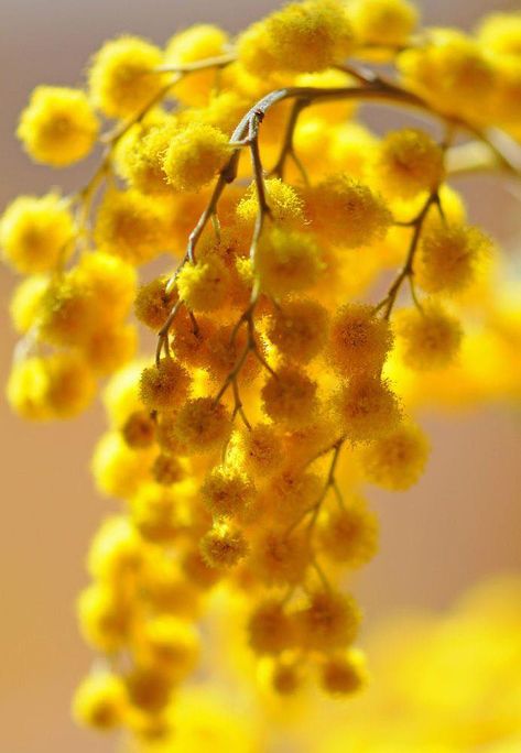 Yellow Flower Photos, Acacia Dealbata, Mimosa Flowers, Mimosa Flower, Good Day Sunshine, Australian Flowers, Australian Native Flowers, Yellow Sun, Yellow Aesthetic