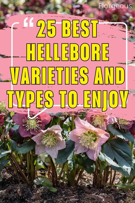 Types Of Hellebore Growing Patterns, Lenten Rose, Multi Colored Flowers, Types Of Roses, Christmas Rose, Types Of Flowers, Beautiful Tree, Large Flowers, Deep Green