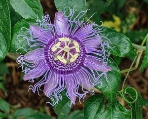 – Summer Spangle – – Spring 1 Passion Flower Plant, Passion Fruit Plant, Purple Passion Flower, Sistem Saraf, Passion Vine, Garden Vines, Fruit Flowers, Pollinator Garden, Attract Butterflies