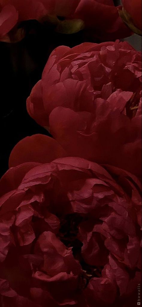 Color Palette Flowers, Red Colour Wallpaper, Instagram Aesthetic Inspiration, Feminine Color Palette, Red Roses Wallpaper, Dark Red Wallpaper, Dark Feminine Aesthetic, Aesthetic Inspiration, Flowers Wallpaper