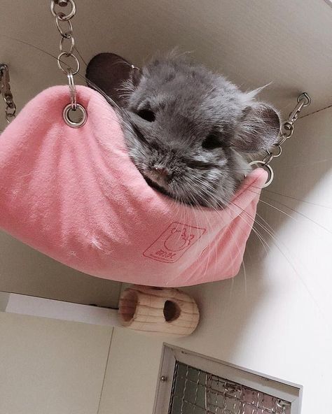 Chinchilla Cute, Chinchilla Pet, Photographie Portrait Inspiration, Chinchillas, Fluffy Animals, Cute Animal Pictures, Cute Creatures, Animal Shirts, Exotic Pets