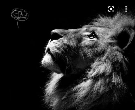 White Lion Wallpaper, Jaguar Pictures, Christian Tattoo Ideas, Lion Hd Wallpaper, Something Black, Lion Sketch, Black And White Lion, Elephant Wallpaper, Jaguar Animal