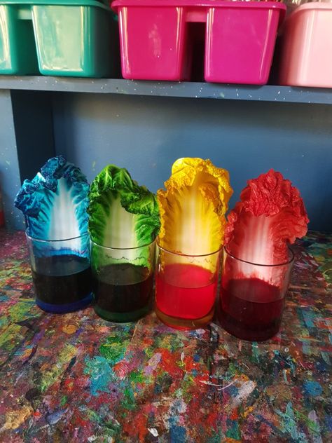 Cabbage leaves & food colouring experiment. – Scarlette Rose Fairy Food Coloring Experiment, Plant Experiments, Diy Toddler Toys, Stem Activities Preschool, Water Experiments, Holiday Program, Kid Experiments, Toddler Arts And Crafts, Preschool Art Activities