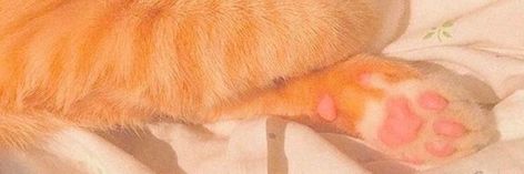 Orange Cat Twitter Header, Red And Orange Twitter Header, Orange Aesthetic Discord Banner, Light Orange Twitter Header, Orange Twitter Banner, Pink And Orange Header, Orange Twt Header, Orange Banner Aesthetic, Orange Header Aesthetic