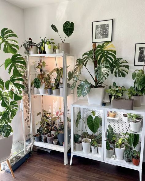 Plant Cabinet Display, Ikea Indoor Garden, Plant Cabinet, Plant Decoration Ideas, Greenhouse Cabinet, Ikea Greenhouse, Grow Cabinet, Ikea Plants, Ikea Cabinet