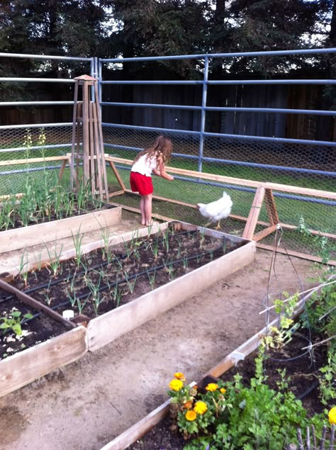 chicken tunnel around garden  www.calituckyfarm.com Chicken Tunnel, Chicken Tunnels, Urban Chicken Farming, Build A Chicken Coop, Urban Chickens, Backyard Garden Layout, Chicken Garden, Chicken Coop Ideas, Building A Chicken Coop