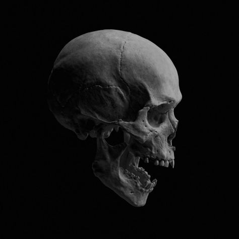 Human Skull, Google Search, Black And White, Human, White, Black