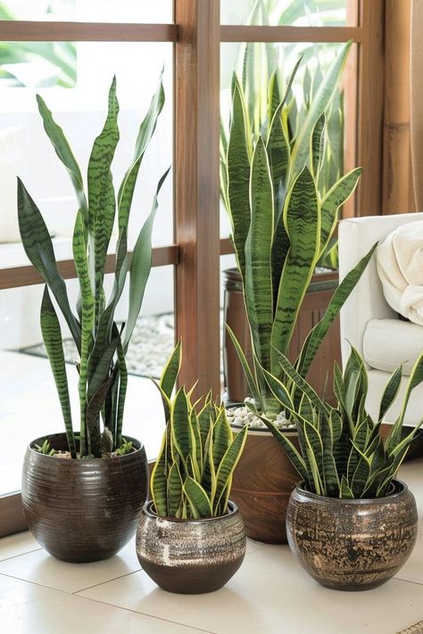 The Top 10 Trending Indoor Plant Ideas for 2024 Indoor Plant Ideas, Plant For Indoor, Indoor Plants Decor, Cast Iron Plant, Most Popular Flowers, Plants Ideas, Corn Plant, Asparagus Fern, Popular Flowers