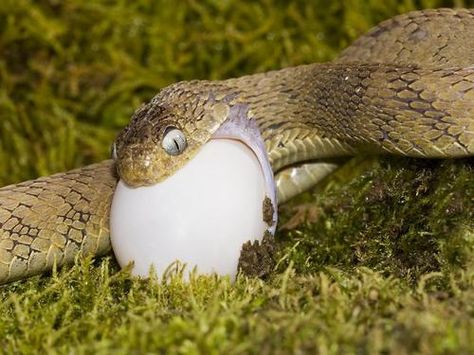 Snake Eating, Snake Drawing, Funny Animals With Captions, Bird Eggs, Sweet Pic, Reptiles And Amphibians, Funny Animal Memes, Funny Animal Pictures, Funny Animal