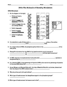 This is an activity over "DNA: The Molecule of Heredity Worksheet".This is a good introduction to DNA Replication. Science Genetics, Dna Transcription And Translation, Dna Worksheet, Dna Activities, Geometric Formulas, Dna Facts, Biology Experiments, Dna Structure, Dichotomous Key