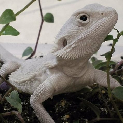 (3) bearded dragon (@beardeddragonxy) | Twitter Albino Lizard, White Bearded Dragon, Bearded Dragon Cute, Bearded Dragon Care, Cute Lizard, Albino Animals, Cute Reptiles, Reptiles Pet, Rare Animals