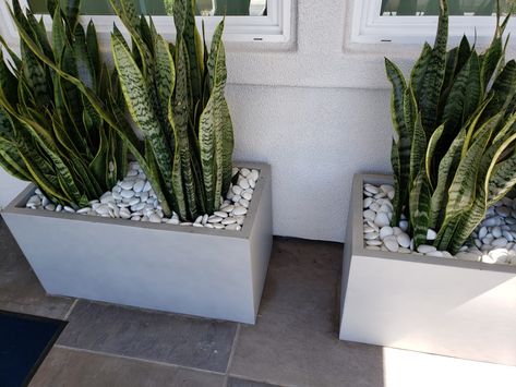 White Planter Boxes, White Planters, Flower Box, Snake Plant, Planter Boxes, Flower Boxes, Hanging Plants, Cactus Plants, Garden Plants