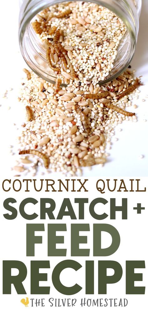 a glass mason jar with seeds and grains spilling out on a white surface with text that reads coturnix quail scratch & feed recipe Quail Feed Recipe, Quail Feed, Backyard Quail, Coturnix Quail, Quail Coop, Raising Quail, Meal Worms, Quail Eggs, Glass Mason Jars