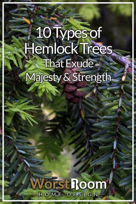 Types of Hemlock Trees Ornamental Trees, Green Thumb, A House, Garden Design, Lawn, Foundation, Trees, Yard, House Design