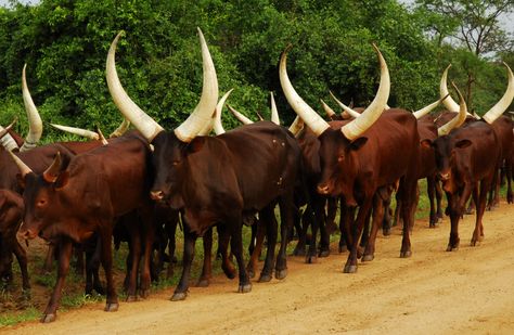 Ankole Cattle, Ankole Watusi, Long Horns, Crazy Nature, Quotes Light, Crafts Animals, Aesthetic Forest, Animals Pictures, Photography Makeup