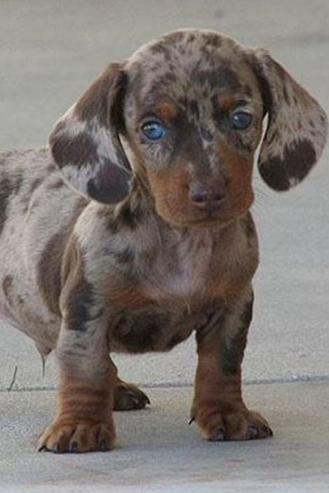 Chien miniature teckel nain Dapple Dachshund, Dachshund Puppies, Cutie Pie, Dachshund, Dog Breeds, Cute Animals, Pie, Puppies, Dogs