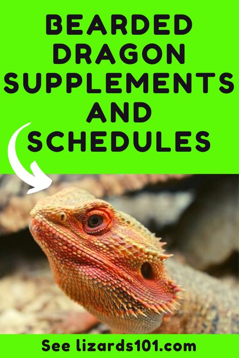 Learn about importance of supplements for a bearded dragon and supplement schedule. You will learn about calcium schedule, vitamin D3 as well as multivitamins. #beardeddragonsupplements #beardeddragoncalciumschedule #beardeddragoncalcium #beardeddragonmultivitamin Bearded Dragon Food Schedule, Bearded Dragon Schedule, Bearded Dragon Feeding Schedule, Bearded Dragon Feeding, Diy Bearded Dragon Enclosure, Dragon Enclosure, Dragon Food, Bearded Dragon Diy, Dragon Pet