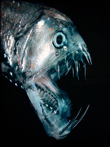 19 Creatures From The Mariana Trench Deep Sea Life, Mariana Trench, Creature Marine, River Monsters, Fauna Marina, Air Tawar, Marianas Trench, Under The Water, Deep Sea Creatures