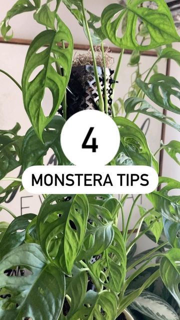 Julie | Plant Lover on Instagram: "No. 4. Use a CHUNKY SOIL MIX - which consists of potting soil, peat moss, orchid bark, and perlite. EXTRA TIP: I also encourage a light fertilizer. I harvest rainwater which contains nitrate, a nutrient needed for luscious leaves and plant growth. I have seen it make a big difference in my plant collection. Do you have a monstera Adansonii in your collection? How would you describe them: A. Easy Care B. Hard work . . #monstera #monsteraadansonii #monsterap Harvest Rainwater, Monstera Adansonii, Orchid Bark, My Plant, Peat Moss, Monstera Plant, Plant Collection, Plant Growth, Potting Soil