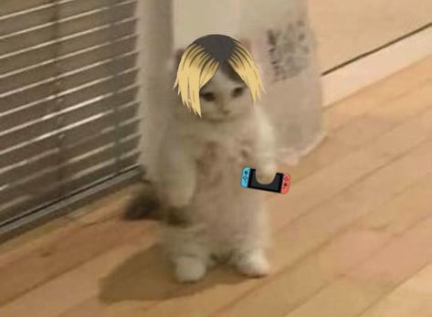 Kenma Cat, Kenma Kozume, Cute Cat, Fish Pet, Kitty, Anime