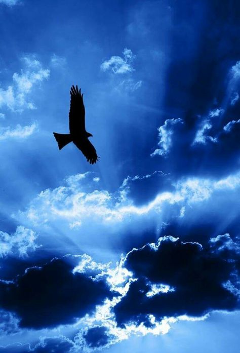 Blue Bird Secret Door, Feeling Blue, Love Blue, Beautiful Sky, Blue Aesthetic, Blue Hues, Beautiful World, Bald Eagle, Deep Blue