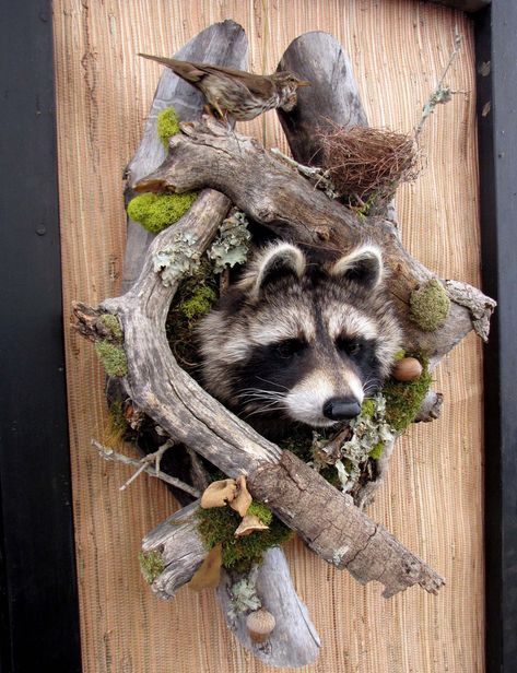 Raccoon Taxidermy, Deer Hunting Decor, Fish Taxidermy, To My Cousin, Taxidermy Decor, European Mount, Taxidermy Display, Animal Taxidermy, Deer Mounts