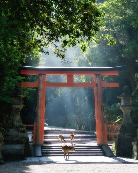 Shrine Tattoo, Kasuga Shrine, Nara Park, Travel Preparation, Nara Japan, Magic Forest, Reference Pictures, Fantasy Places, Japanese Aesthetic