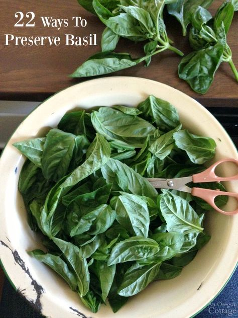 22 Ways to Preserve Basil- and Pesto Isn't One of Them! Cupboard Recipes, Recipes For Canning, Preserving Basil, Oregon Cottage, Spice Cupboard, Bread Sauce, Growing Basil, Basil Recipes, Roasted Cabbage