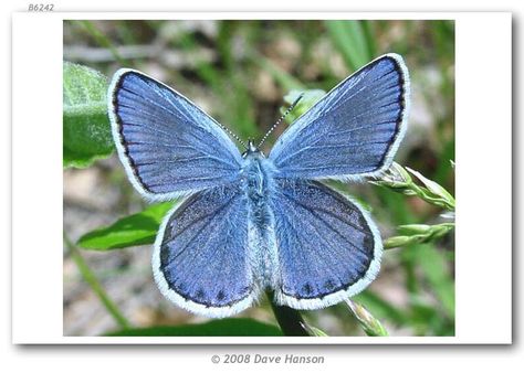 Karner Blue Butterfly, Patio Retreat, Memorial Beads, North And South, Nature Journal, Skin Art, Outdoor Oasis, South American, Blue Butterfly