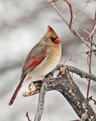 The eggs laid by the female hatch in about 12 days. The cardinal being a year round resident, reflects the rhythm of the number 12.  Twelve can indicate a turn of events or a life changing situation. When the cardinal flies into your life expect a change to occur within 12 days, weeks, months or at the hour of 12.  Because this bird is a year round resident its medicine is available at all times and should be used by those with  this totem whenever a need arises. Cardinal Images, Cardinal Quotes, Cardinal Pictures, Cardinals Birds, Cardinal Tattoos, Female Cardinal, Cardinal Christmas, Christmas Farm, Bird Photos