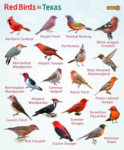 Red Birds in Texas – List, and Pictures Color Combinations With Red, Galapagos Islands Animals, Animals With Antlers, Omnivorous Animals, Poisonous Animals, Oviparous Animals, Melanistic Animals, Animals That Hibernate, Fat Animals