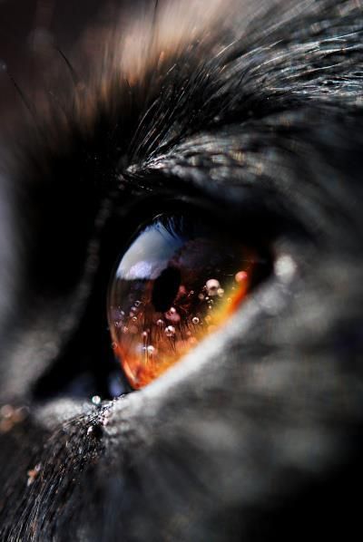 eye Velcí Psi, Lup Singuratic, Regard Animal, Contrast Photography, Photo Styles, Regnul Animal, Wolf Eyes, Photo Animaliere, Tattoo Reference