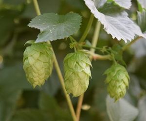 Growing hops Growing Hops, Hops Vine, Hops Plant, Fast Growing Vines, Humulus Lupulus, Beer Hops, Brewing Beer, Garden Vines, Home Brewing Beer