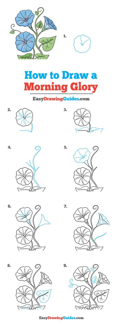 Morning Glory Drawing Lesson. Free Online Drawing Tutorial for Kids. Get the Free Printable Step by Step Drawing Instructions on https://easydrawingguides.com/how-to-draw-a-morning-glory/ . How To Draw A Morning Glory, Drawing Morning Glories, How To Draw A Morning Glory Step By Step, How To Draw Morning Glory Flowers, Magnolia Flower Drawing Step By Step, Morning Glory Flowers Drawing, How To Draw A Flower Step By Step, Morning Glory Drawing, Learn To Draw Flowers