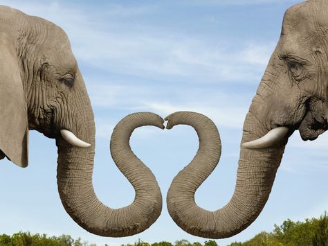 Elephants Making Heart Shape with Trunks Two Elephants, Elephant Wallpaper, Heart In Nature, Pet Pictures, Elephant Trunk, Elephant Love, Gentle Giant, Animal Wallpaper, Wild Animals