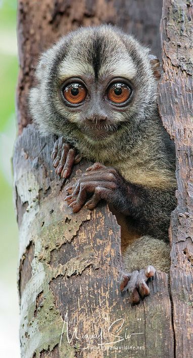 Night Monkey, Little Critter, Animal Faces, Animals Beautiful, Make Me Smile, Animals