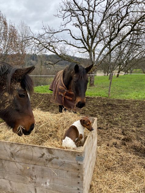 Horses. Horse. Dog. Aesthetic. Picture inspi. Ig story. Instagram. Barn. Farm. Wolf Trap, House Of Wolves, Dog Aesthetic, Horses And Dogs, Inspo Pics, Aesthetic Picture, Story Instagram, Ig Story, Horses