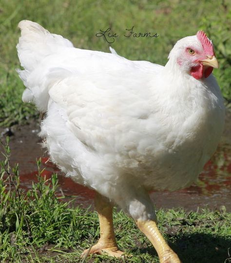 AppleMark Raising Turkeys, Urban Chicken Farming, Baby Chicks Raising, Best Egg Laying Chickens, Meat Birds, Egg Laying Chickens, Urban Chickens, Raising Backyard Chickens, Free Range Chickens